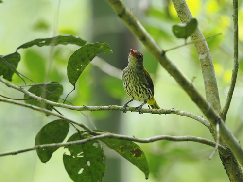Dark-throated Oriole (Oriolus xanthonotus), photo 5
