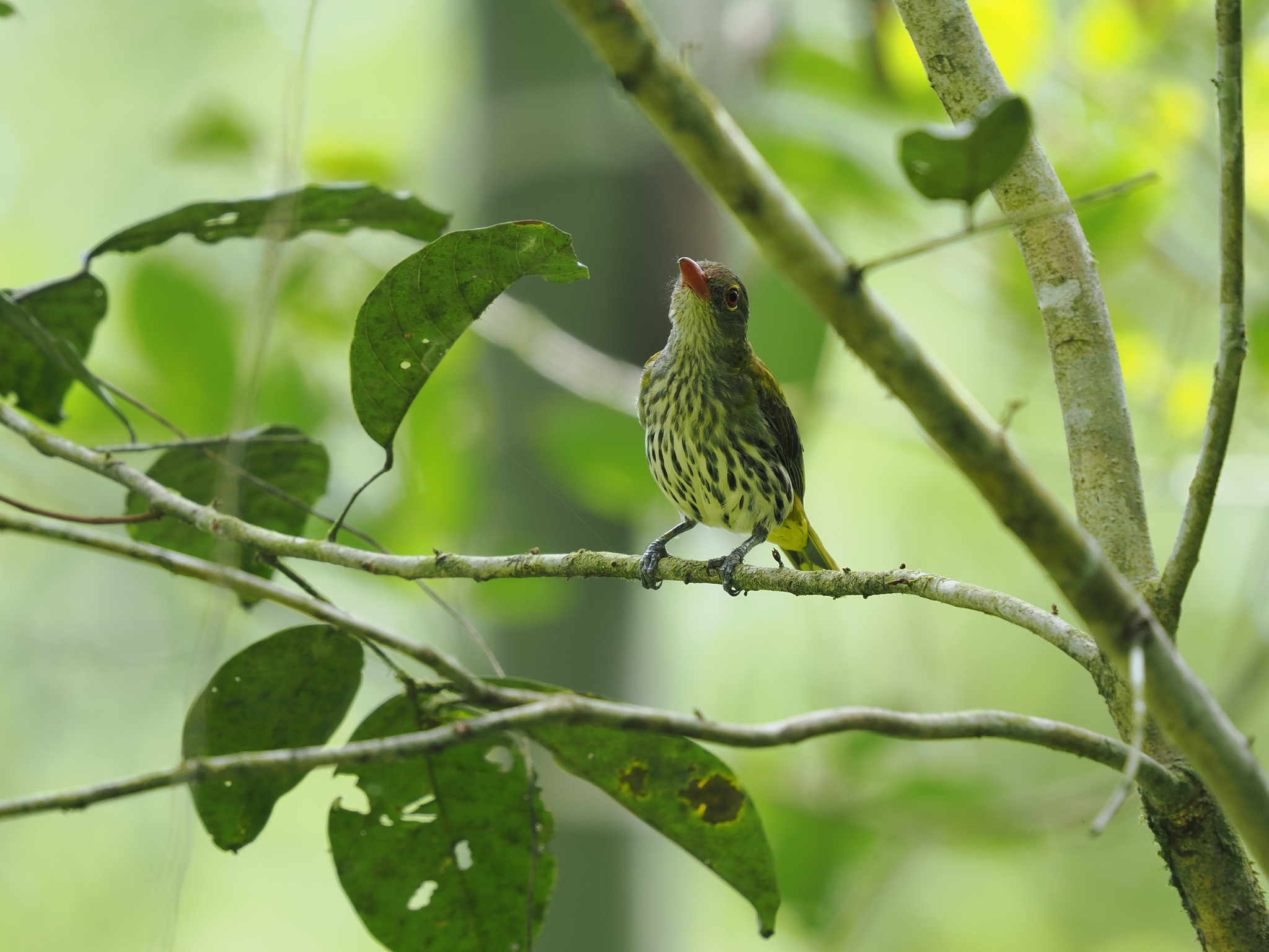Dark-throated Oriole (Oriolus xanthonotus), photo 5