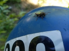 Xylotrechus insignis