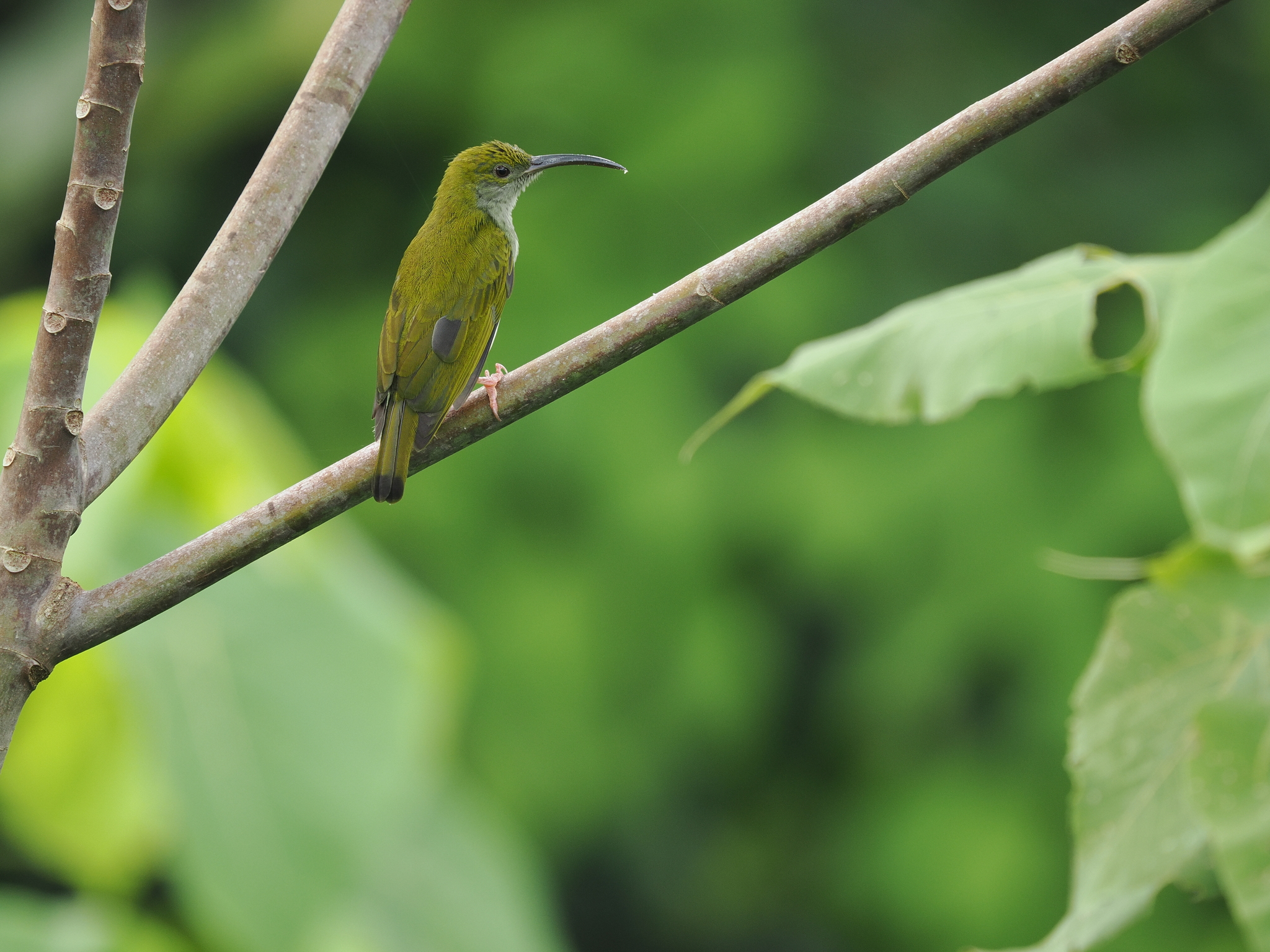 Grey-breasted Spiderhunter (Arachnothera modesta), photo 3