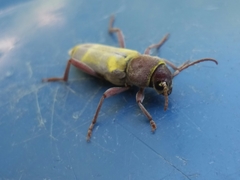 Xylotrechus insignis