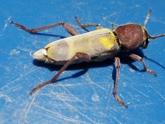 Xylotrechus insignis