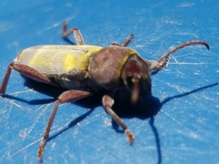 Xylotrechus insignis