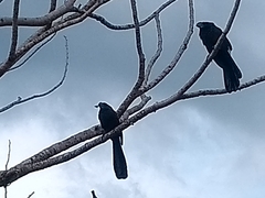 Crotophaga ani