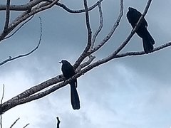 Crotophaga ani