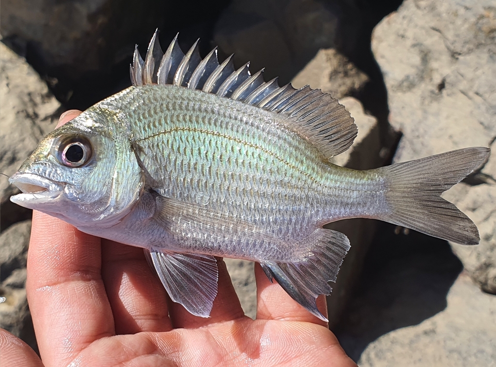 Black Bream