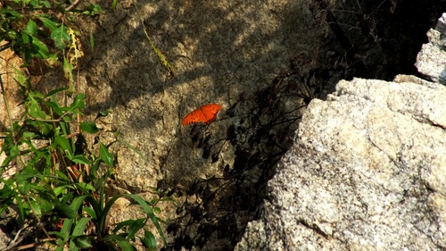 Gulf Fritillary