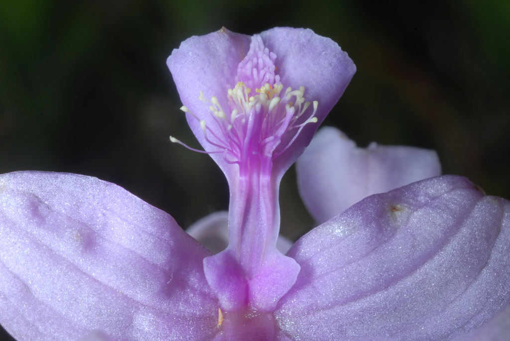 Calopogon oklahomensis