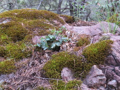 Berberis haematocarpa