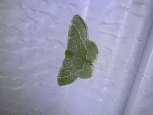 Thin-lined Emerald photo 3