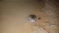 Pleurodema brachyops