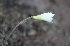 Zephyranthes concolor