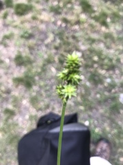 Carex muehlenbergii