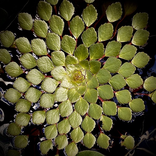 Foto de Ludwigia