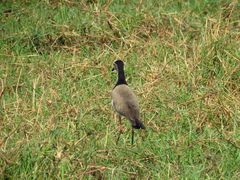 Vanellus crassirostris