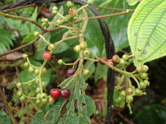 Miconia secunmexicana