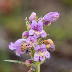 Penstemon eriantherus