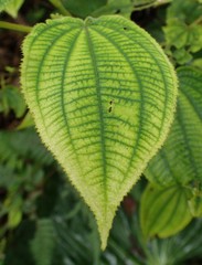 Miconia secunmexicana
