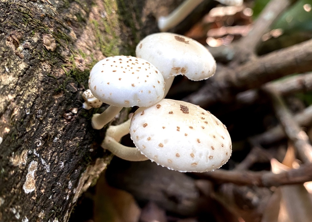 Oudemansiella cubensis · August 2024 · photo: © shendowfex (iNaturalist, cc0)