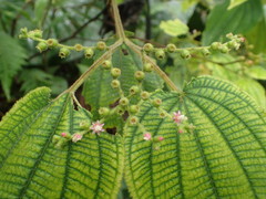 Miconia secunmexicana