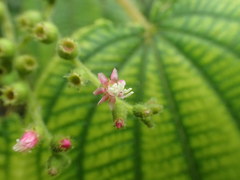 Miconia secunmexicana