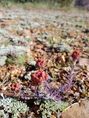 Castilleja cinerea