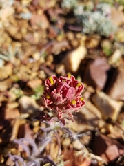 Castilleja cinerea