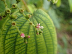 Miconia secunmexicana