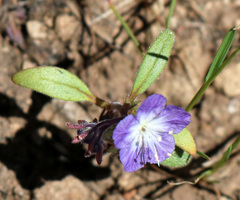 Phacelia peckii