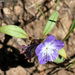 Peck's Phacelia - Photo (c) stormcatcher, some rights reserved (CC BY-NC), uploaded by stormcatcher