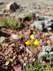 Castilleja lasiorhyncha