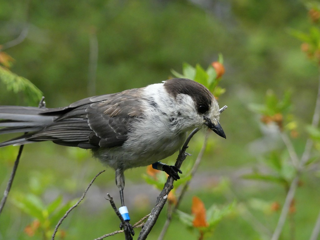 Gray Canada Jay
