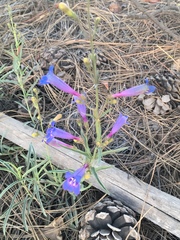 Penstemon neotericus