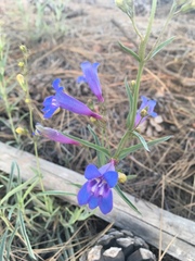 Penstemon neotericus