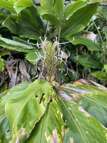 Hedychium thyrsiforme observed 2024-08-06