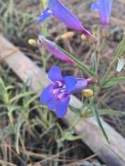 Penstemon neotericus
