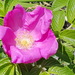 Rugosa Rose - Photo (c) Kelly Fuerstenberg, some rights reserved (CC BY-NC), uploaded by Kelly Fuerstenberg