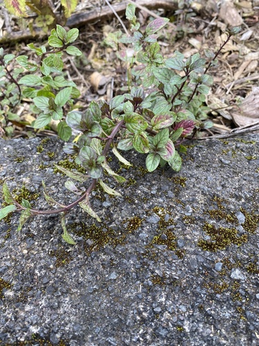 Mentha spicata observed 2024-08-06