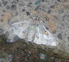 Siga pyronia