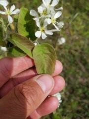 Amelanchier humilis