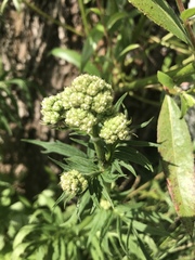 Valeriana officinalis