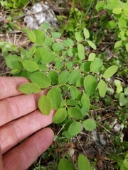 Symphoricarpos albus albus