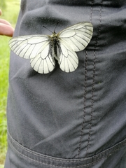 Parnassius stubbendorfii