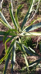 Tracheophyta