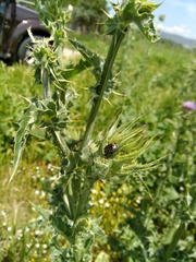 Oxythyrea