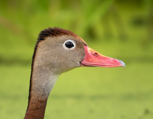 Dendrocygne à ventre noir