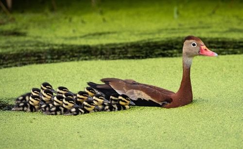 Black-bellied Whistling-Duck, photo 4 of 9