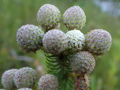 Berzelia rubra