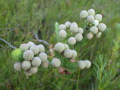 Berzelia rubra
