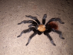 Brachypelma albiceps